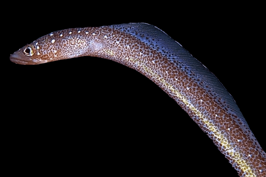 White spotted garden eel (Gorgasia maculata).