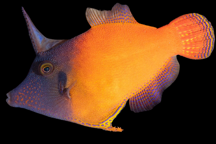 Redtail filefish (Pervagor melanocephalus).