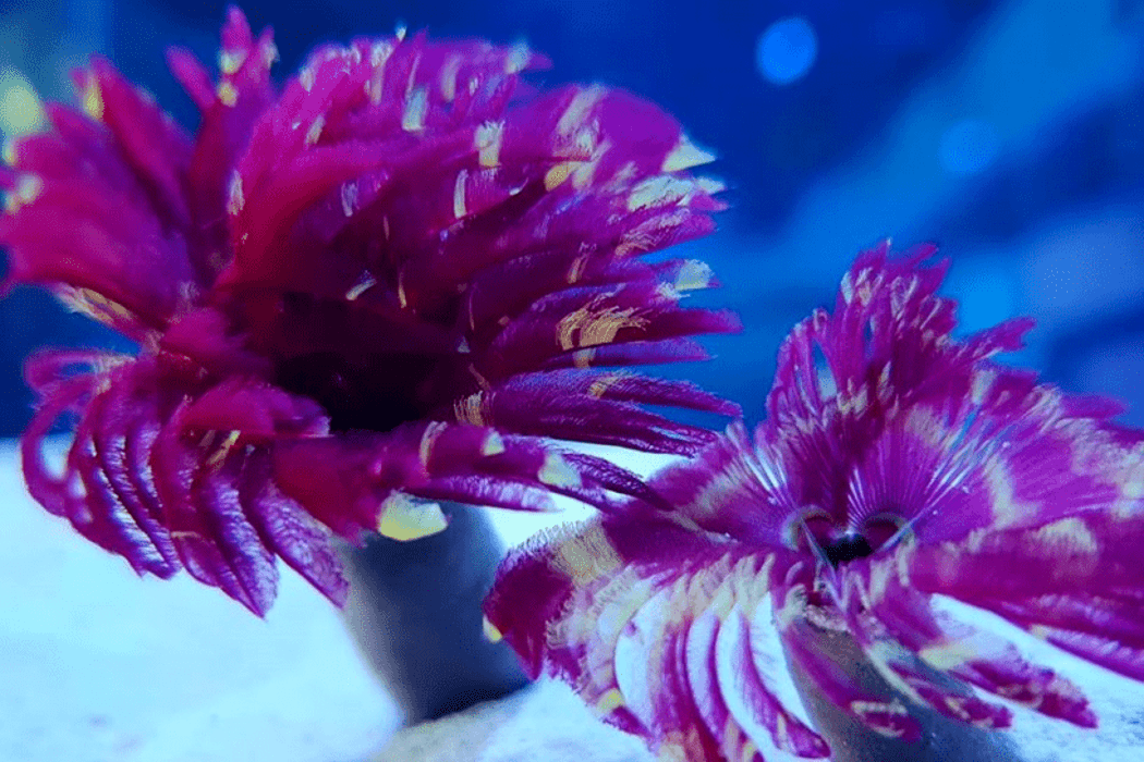 Tubeworm - Flamenco purple (Sabellastarte sp.).