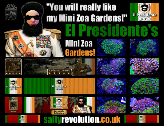 El Presidente's Mini Zoa Gardens, from just £20.