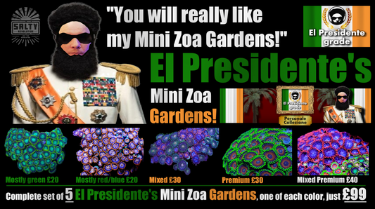 El Presidente's Mini Zoa Gardens - Available individually or as a set of 5.
