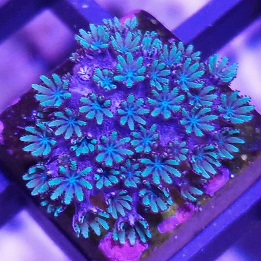 WYSIWYG 1331 - POLYP900 Blue Sympodium, a rare encrusting soft coral 💎El Presidente Personale Collezione grade💎.
