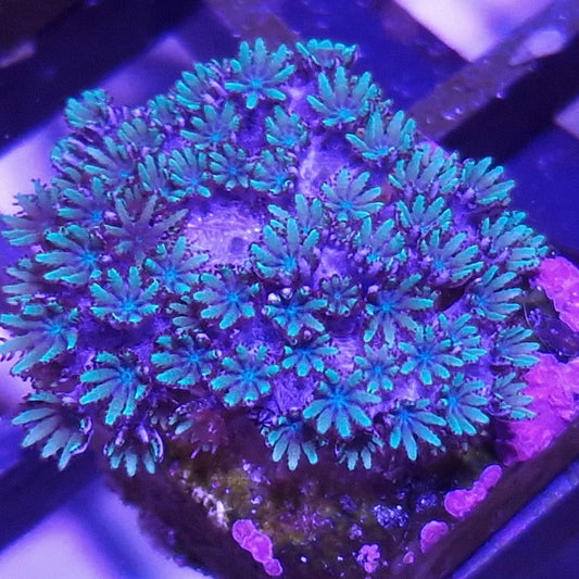 WYSIWYG 1332 - POLYP900 Blue Sympodium, a rare encrusting soft coral 💎El Presidente Personale Collezione grade💎.