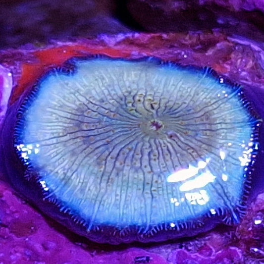 WYSIWYG 1415 - Purple zebra edged gold Discoma mushroom - super rare - 💎El Presidente Personale Collezione grade💎.