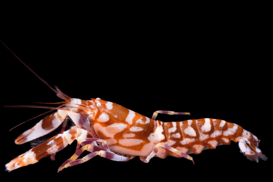 Tiger pistol shrimp (Alpheus bellulus).