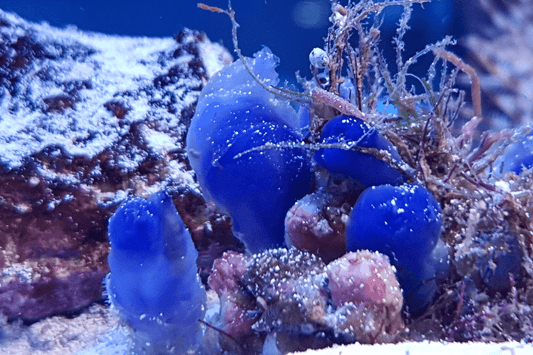 Blue Sea squirts (species 04). - EXPERT ONLY