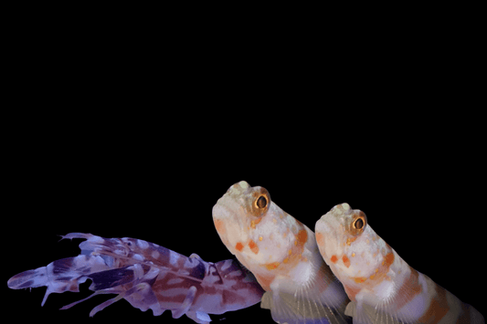 Assorted Shrimp Goby