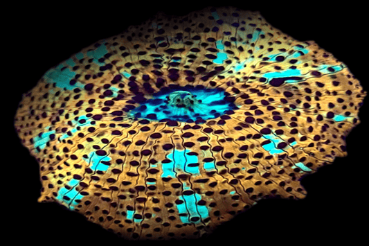 DISCO900 Golden Leopard Disco mushroom 💎El Presidente Personale Collezione grade💎.