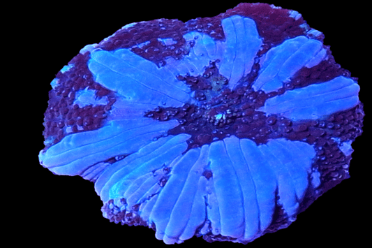 DISCO990 Lavender Chameleon Disco mushroom 💎El Presidente Personale Collezione grade💎. - Raised stripes - very rare.