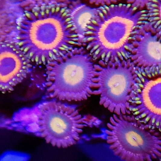 FFTF-01-01 Lucky Dip! Assorted Zoas.