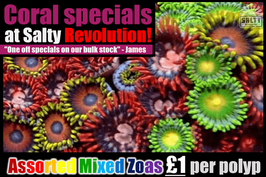 Coral specials - Assorted Mixed Zoas now just £1 per polyp