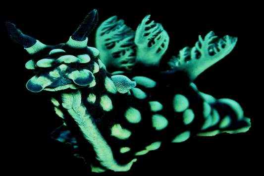 Green spot nudibranch (Nembrotha cristata) TOXIC - REQUIRES SPECIAL DIET