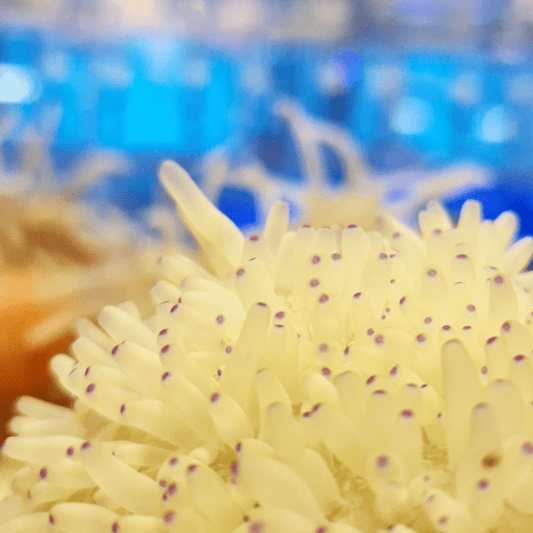 Malu anemone (assorted colours).