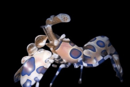 Harlequin shrimp (Hymenocera picta).