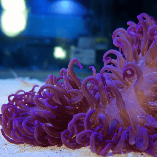 Long tentacle anemone - Purple - 🌴El Presidente grade🌴.