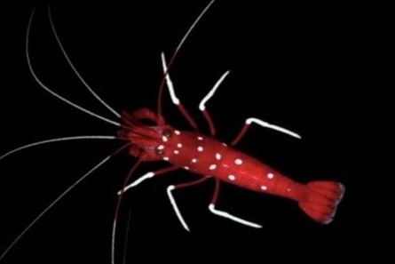 Blood shrimp / Fire shrimp (Lysmata debelius).