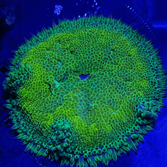Premium grade, bright green, Mini-maxi anemone (Stichodactyla tapetum).