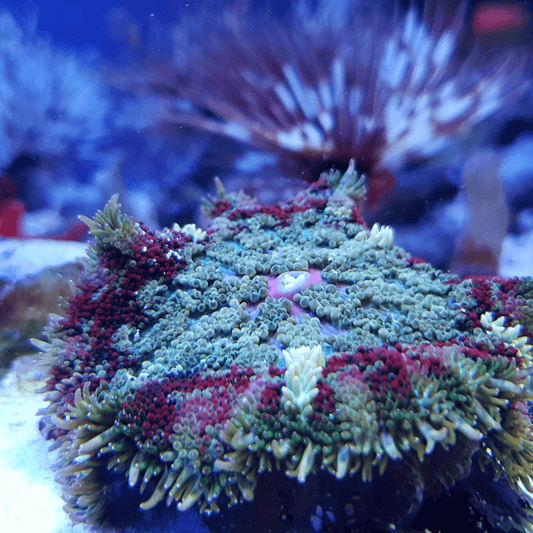 Premium grade, coloured, Mini-maxi anemone (Stichodactyla tapetum).