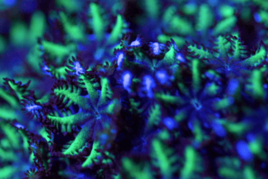 POLYP900 Blue Sympodium, a rare encrusting soft coral 💎El Presidente Personale Collezione grade💎.