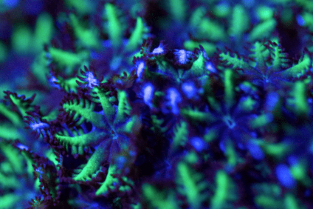 POLYP900 Blue Sympodium, a rare encrusting soft coral 💎El Presidente Personale Collezione grade💎.