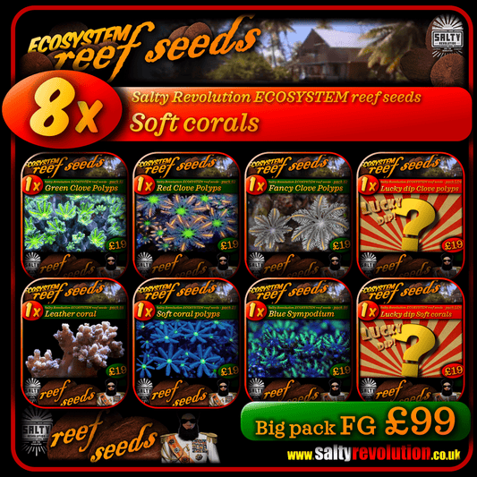 ECOSYSTEM reef seeds - Coral Big pack FG - 8x Soft corals