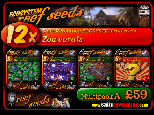 ECOSYSTEM reef seeds - Coral Multipack A - 12x Zoa corals