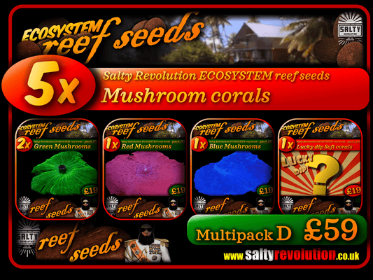 ECOSYSTEM reef seeds - Coral Multipack D - 5x Mushroom corals