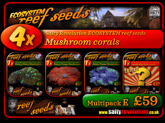 ECOSYSTEM reef seeds - Coral Multipack E - 4x Mushroom corals
