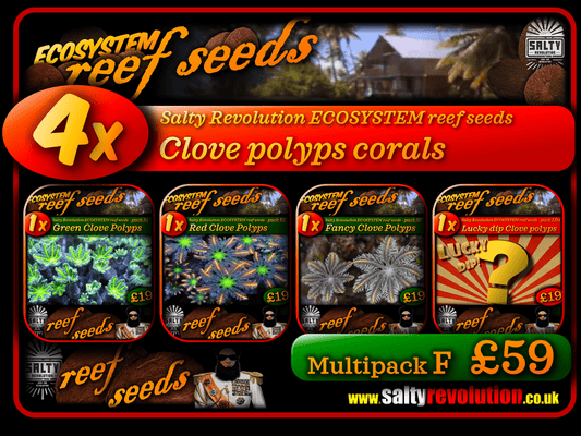 ECOSYSTEM reef seeds - Coral Multipack F - 4x Clove polyp corals