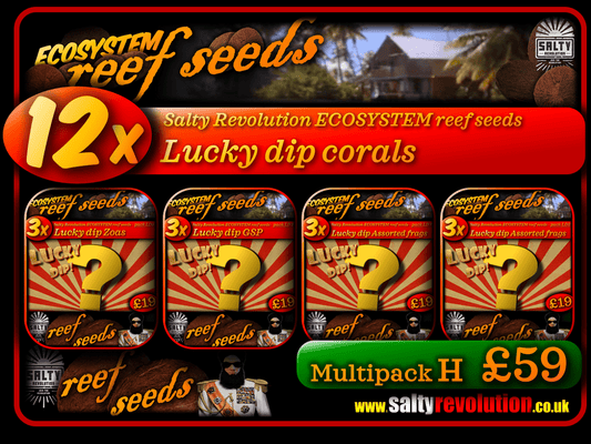 ECOSYSTEM reef seeds - Coral Multipack H - 12x Lucky dip corals
