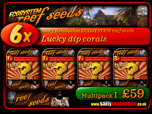 ECOSYSTEM reef seeds - Coral Multipack I - 6x Lucky dip corals