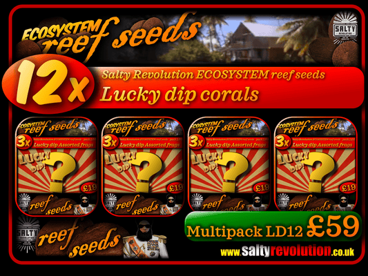 ECOSYSTEM reef seeds - Coral Multipack LD12 - 12x Lucky dip corals