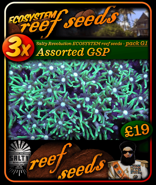 ECOSYSTEM reef seeds - Coral pack G1 - 3x Assorted GSP corals