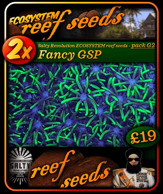 ECOSYSTEM reef seeds - Coral pack G2 - 2x Fancy GSP corals