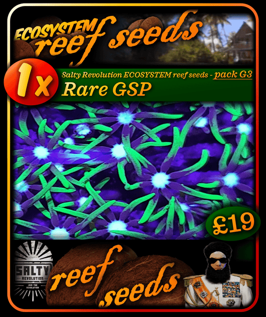 ECOSYSTEM reef seeds - Coral pack G3 - 1x Rare GSP coral