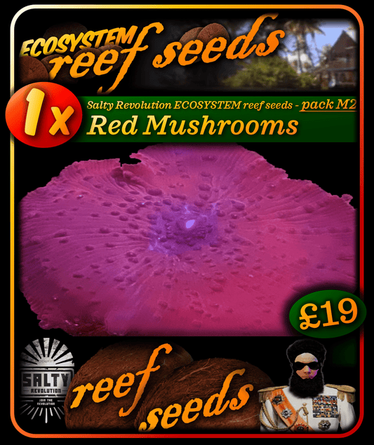 ECOSYSTEM reef seeds - Coral pack M2 - 1x Red Mushroom coral