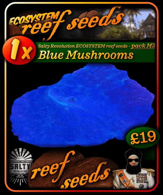 ECOSYSTEM reef seeds - Coral pack M3 - 1x Blue Mushroom coral