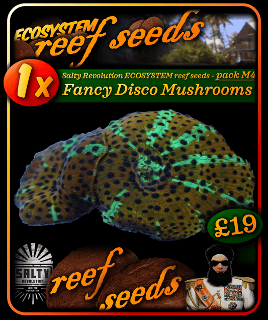 ECOSYSTEM reef seeds - Coral pack M4 - 1x Fancy Discoma Mushroom coral