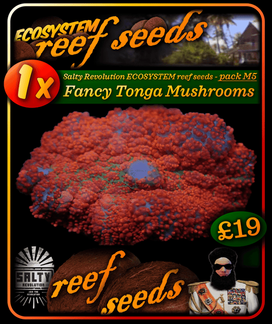ECOSYSTEM reef seeds - Coral pack M5 - 1x Fancy Tonga Mushroom coral