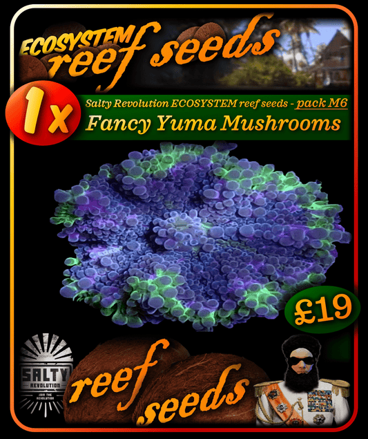 ECOSYSTEM reef seeds - Coral pack M6 - 1x Fancy Yuma Mushroom coral