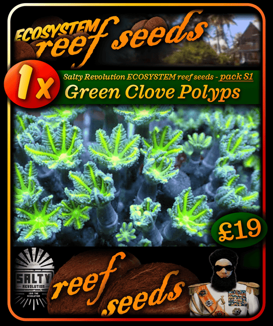 ECOSYSTEM reef seeds - Coral pack S1 - 1x Green Clove polyps coral