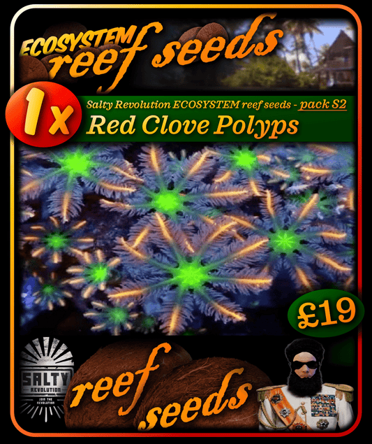 ECOSYSTEM reef seeds - Coral pack S2 - 1x Red Clove polyps coral
