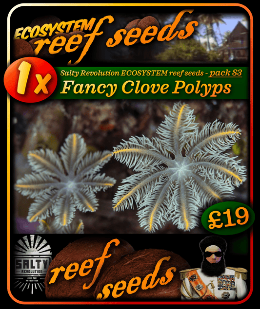 ECOSYSTEM reef seeds - Coral pack S3 - 1x Fancy Clove polyps coral