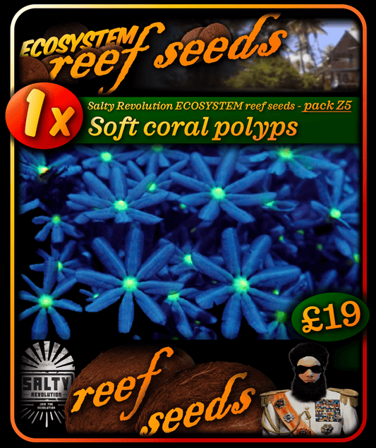 ECOSYSTEM reef seeds - Coral pack S5 - 1x Soft coral polyps coral
