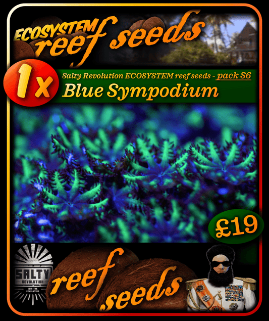 ECOSYSTEM reef seeds - Coral pack S6 - 1x Blue Sympodium coral