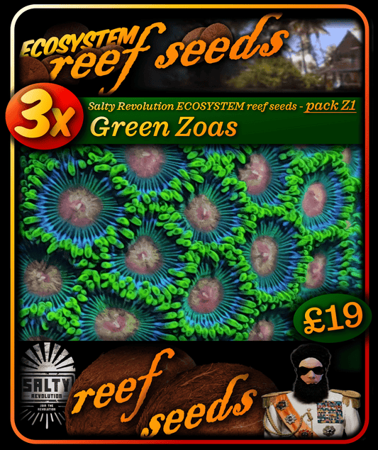 ECOSYSTEM reef seeds - Coral pack Z1 - 3x Green Zoa corals