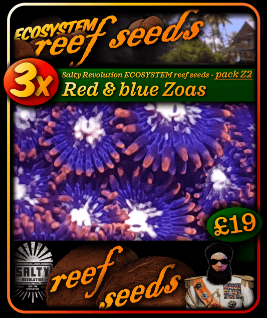 ECOSYSTEM reef seeds - Coral pack Z2 - 3x Red & blue Zoa corals
