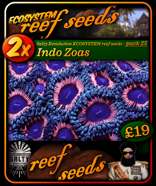 ECOSYSTEM reef seeds - Coral pack Z5 - 2x Indo Zoa corals