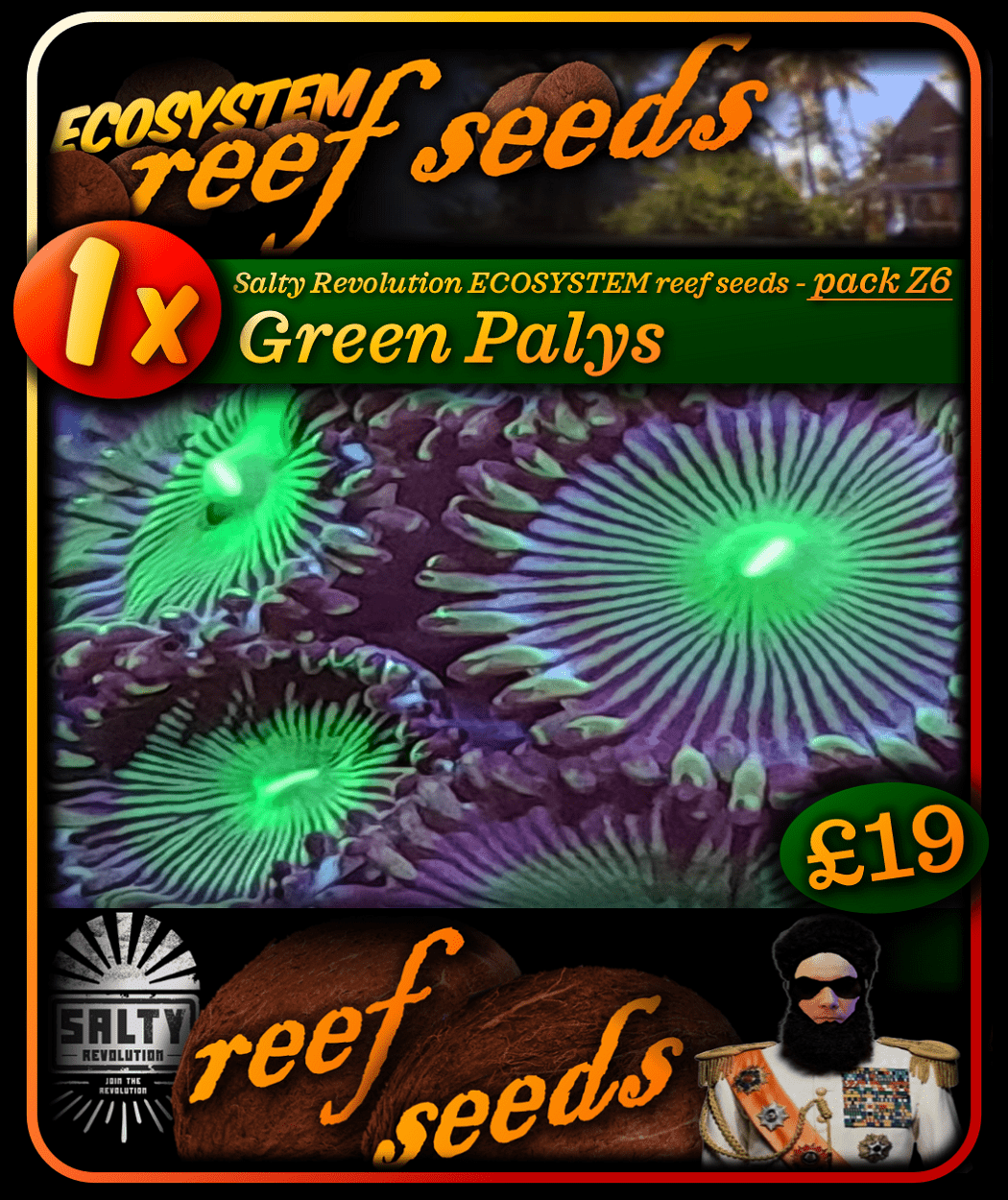 ECOSYSTEM reef seeds - Coral pack Z6 - 1x Green Paly coral