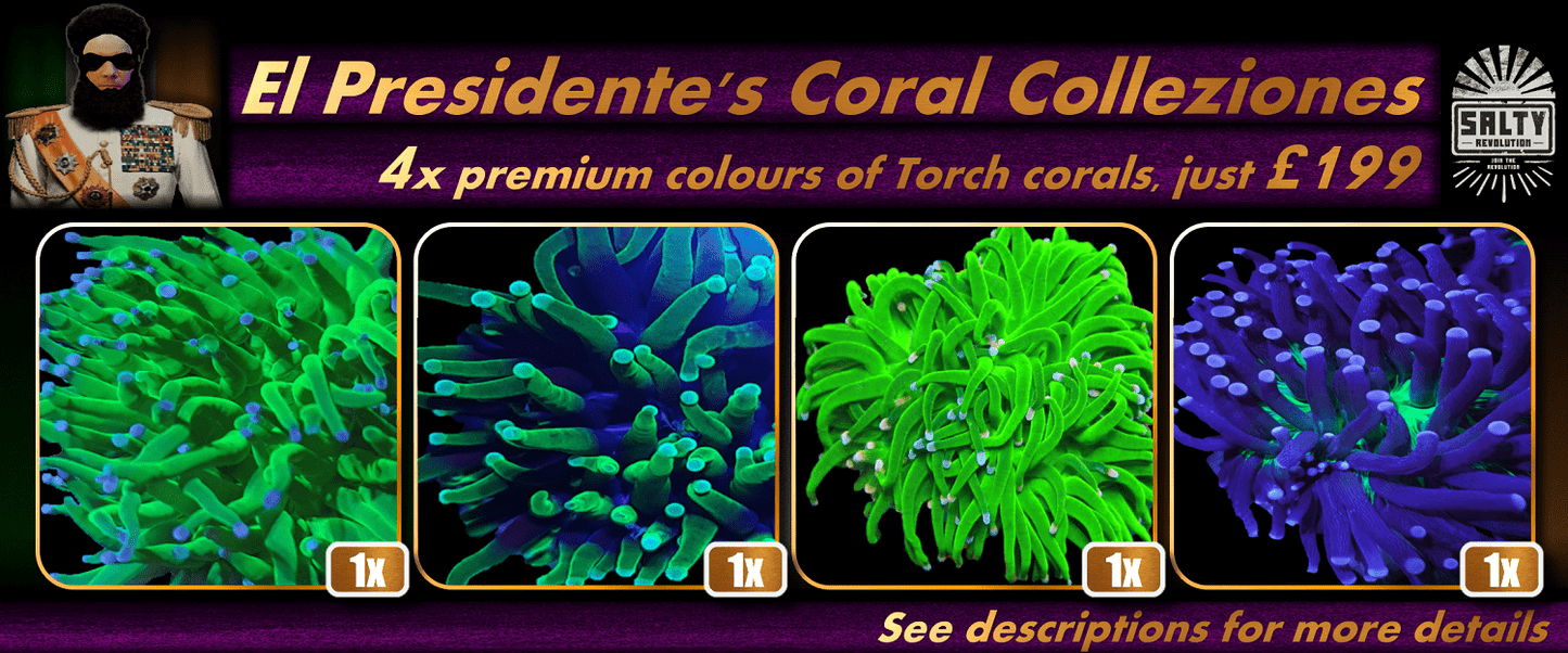 El Presidente's Coral Colleziones - 4x Premium Torch corals in great colours just £199.